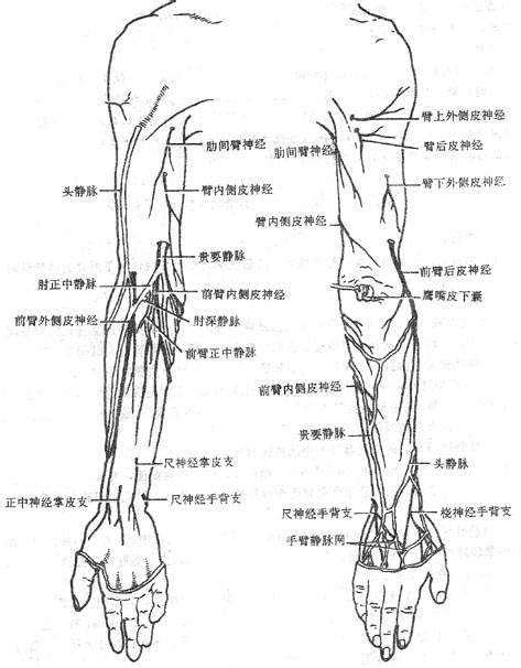 左手上臂